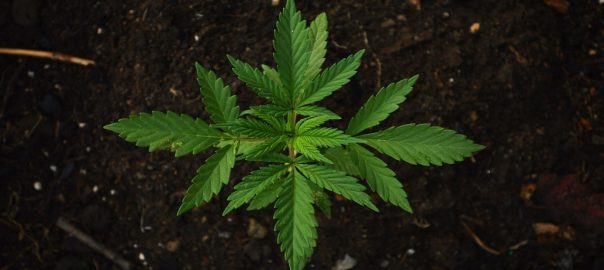 Canadian Cannabis 1
